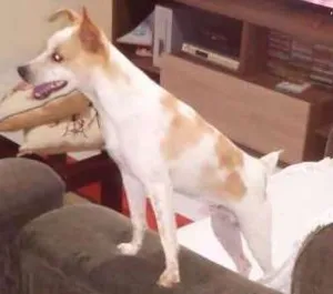 Cachorro raça Fox Paulistinha idade 1 ano nome Pingo GRATIFICA