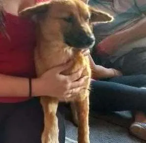 Cachorro ra a  idade 1 ano nome Malu