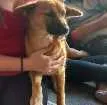 Cachorro raça  idade 1 ano nome Malu