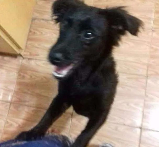 Cachorro ra a Vira lata idade 7 a 11 meses nome Neguinho