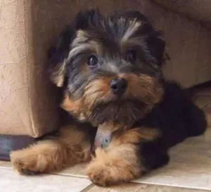 Cachorro raça Yorkshire idade 2 a 6 meses nome Luke
