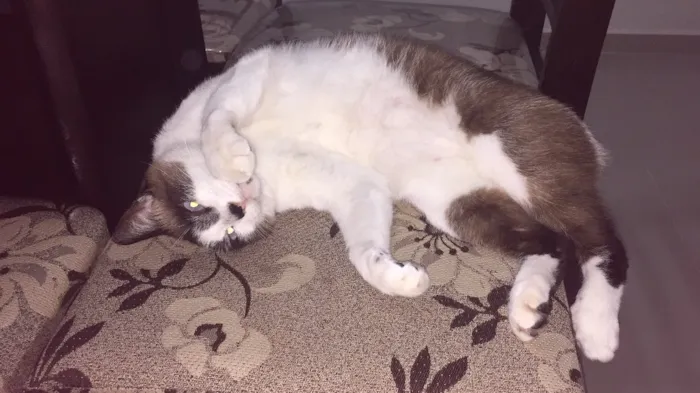 Gato raça  idade 4 anos nome Mikinho