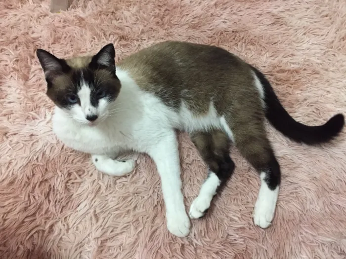 Gato raça  idade 4 anos nome Mikinho