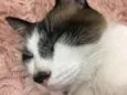Mikinho