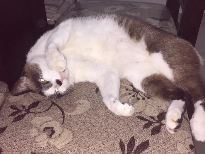 Gato raça  idade 4 anos nome Mikinho