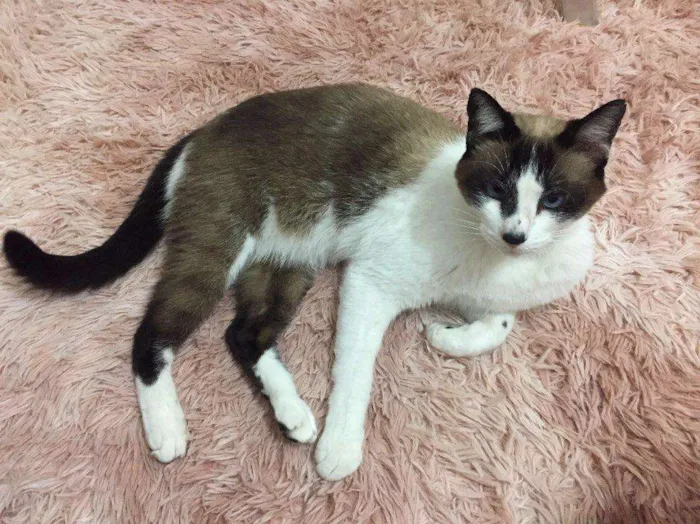 Gato raça  idade 4 anos nome Mikinho