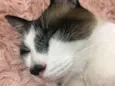 Mikinho