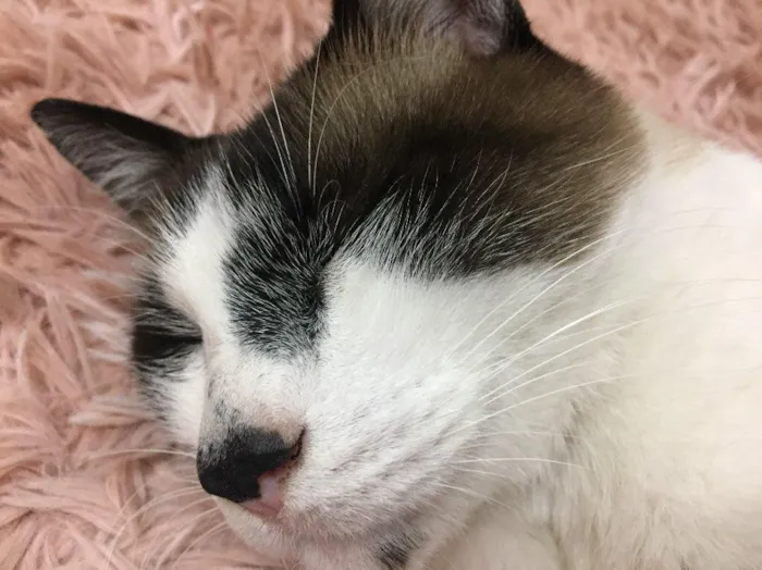 Gato raça  idade 4 anos nome Mikinho