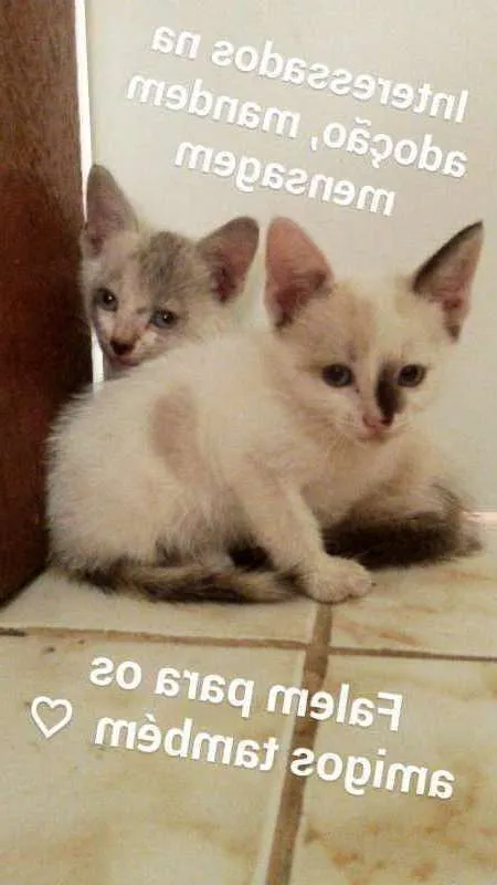 Gato raça Indefinida idade Abaixo de 2 meses nome Cindy e Brenda