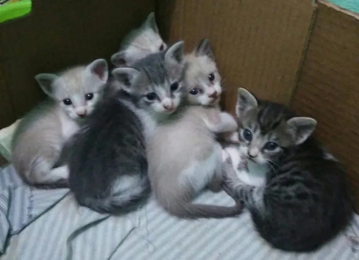 Gato ra a idade Abaixo de 2 meses nome Sem nome