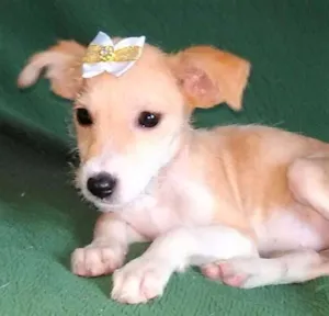 Cachorro raça SRD idade 2 a 6 meses nome CLARINHA