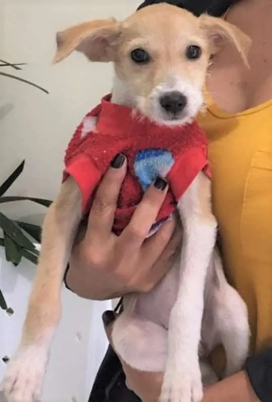 Cachorro ra a SRD idade 2 a 6 meses nome CLARINHA