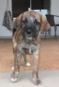 JULINHO