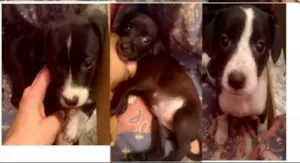 Cachorro raça indefinido idade Abaixo de 2 meses nome sem nome