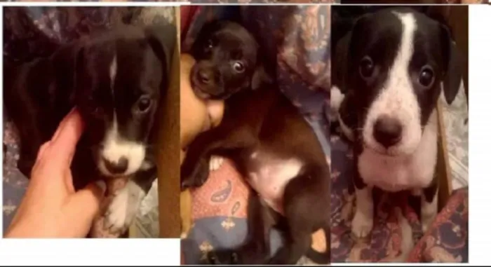 Cachorro ra a indefinido idade Abaixo de 2 meses nome sem nome