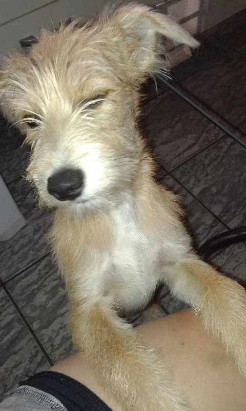 Cachorro ra a desconhecida idade 2 a 6 meses nome Sabrina