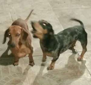 Cachorro raça Teckel (linguicinha) idade 3 anos nome Eros, Scooby e She-r