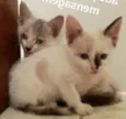 Cindy e Brenda