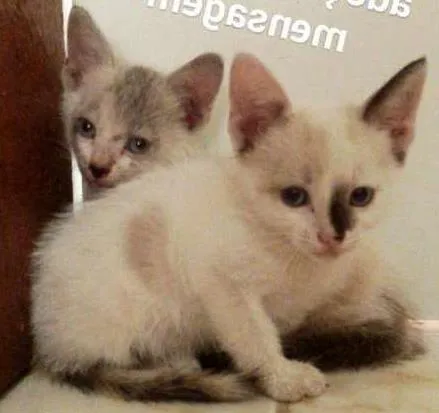 Gato raça Indefinida idade Abaixo de 2 meses nome Cindy e Brenda