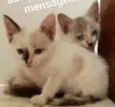 Cindy e Brenda