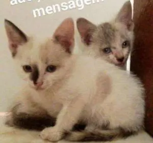 Gato raça Indefinida idade Abaixo de 2 meses nome Cindy e Brenda
