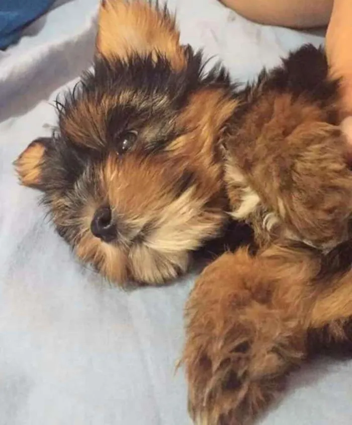 Cachorro ra a Yorkshire Pelágio idade 1 ano nome Belinha