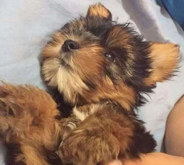 Cachorro ra a Yorkshire Pelágio idade 1 ano nome Belinha