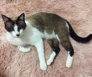 Gato raça  idade 4 anos nome Mikinho