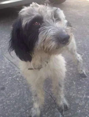 Cachorro raça srd idade 1 ano nome sem nome