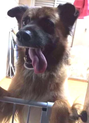 Cachorro raça Sem raça definida idade 3 anos nome ZURGO