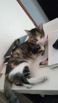 Gatinha tricolor 