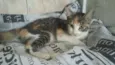 Gatinha tricolor 