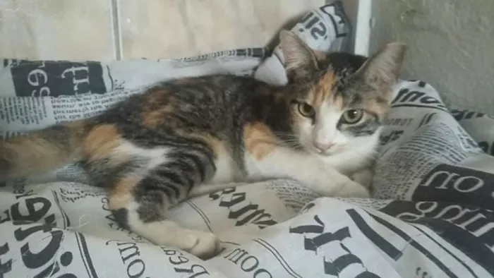 Gato ra a Srd idade 2 a 6 meses nome Gatinha tricolor 