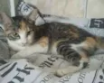 Gatinha tricolor 