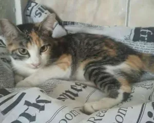 Gato raça Srd idade 2 a 6 meses nome Gatinha tricolor 
