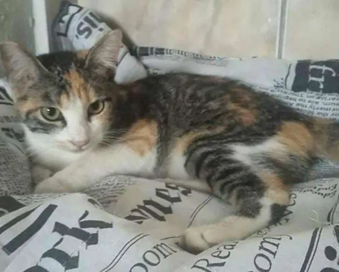 Gato ra a Srd idade 2 a 6 meses nome Gatinha tricolor 