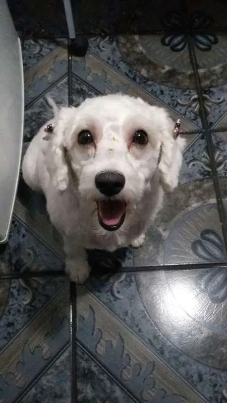 Cachorro ra a Poodle idade 2 a 6 meses nome Mili 