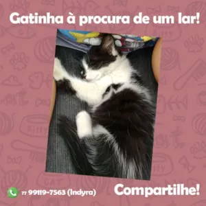 Gato raça Pé Duro idade Abaixo de 2 meses nome Sula Miranda