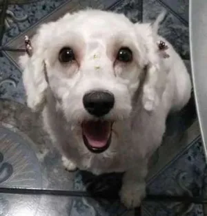 Cachorro raça Poodle idade 2 a 6 meses nome Mili 