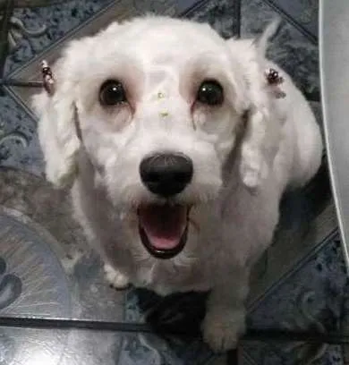 Cachorro ra a Poodle idade 2 a 6 meses nome Mili 