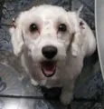 Mili