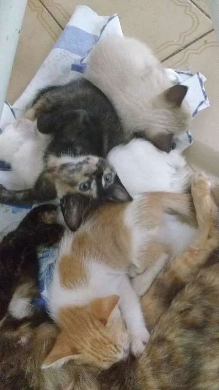 Gato raça Vira lata idade Abaixo de 2 meses nome Tom