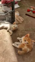 Tom