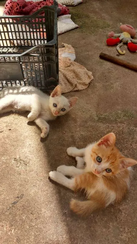 Gato raça Vira lata idade Abaixo de 2 meses nome Tom