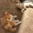 Tom