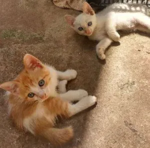 Gato raça Vira lata idade Abaixo de 2 meses nome Tom