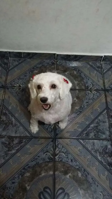 Cachorro ra a Poodle idade 2 a 6 meses nome Mili 