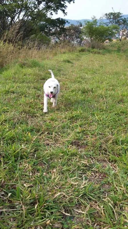 Cachorro ra a Poodle idade 2 a 6 meses nome Mili 