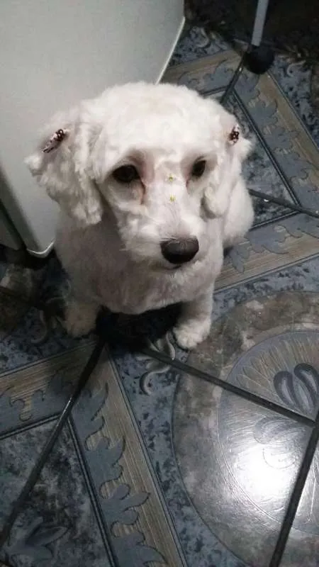 Cachorro ra a Poodle idade 2 a 6 meses nome Mili 