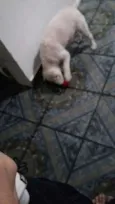 Mili